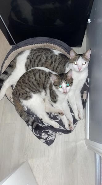 Our rescues have arrived