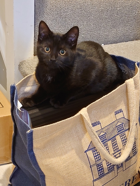 Cats in bags