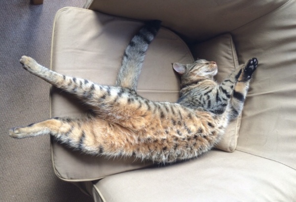Can we have a 'that can't be comfortable' thread? I need cheering up!