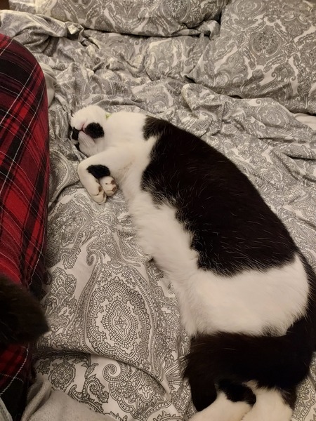 Big cat
