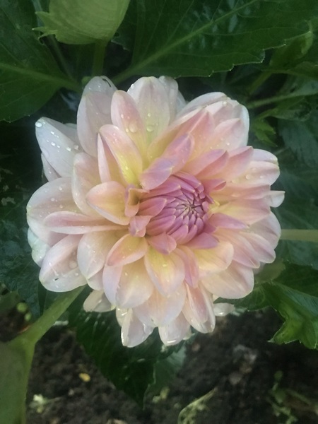 What's your favourite dahlia?