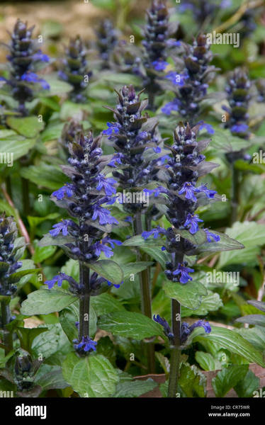 Is there a plant identification app that actually works?