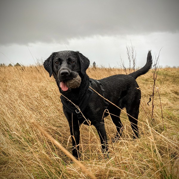 Puppy Survival Thread: surviving into 2022