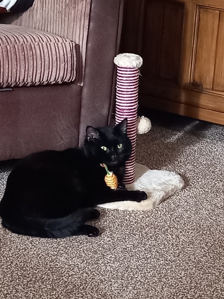 Do we adopt this cat or not?