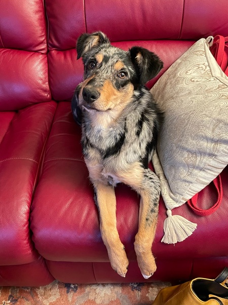 Anyone with experience of Blue Merle Collie x Huntaway? (Pic included)