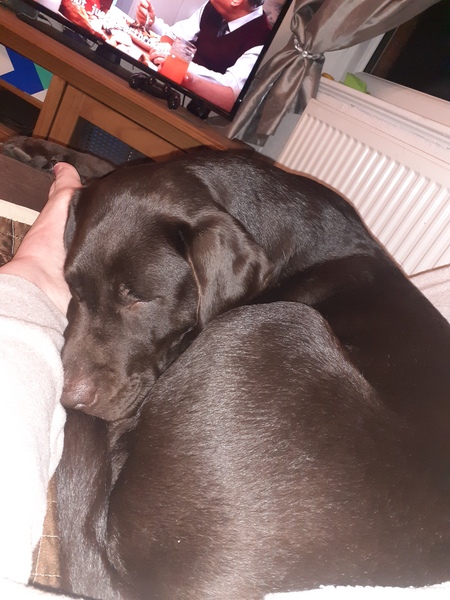 Anyone looking for labrador puppies