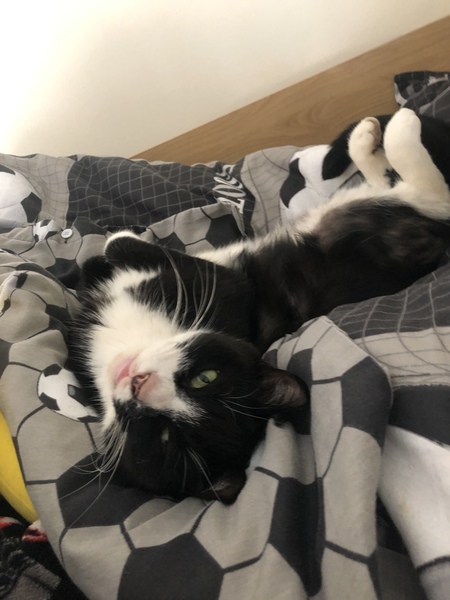 If your house pet was human would you still love them?
