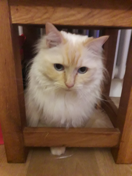 Show me your cats 🐈 😃