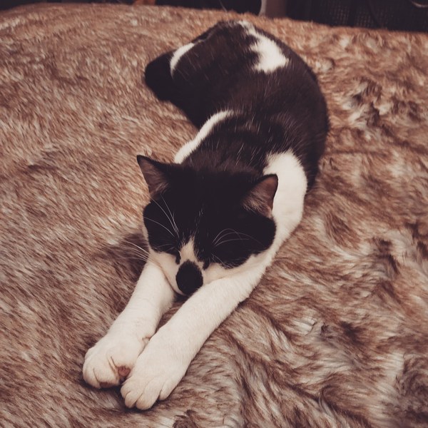 Where are all the kittens?