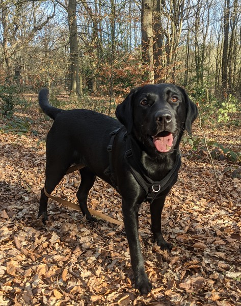 Puppy Survival Thread: surviving into 2022