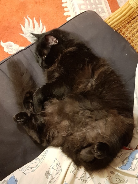 Ollie, Paws, friends and family