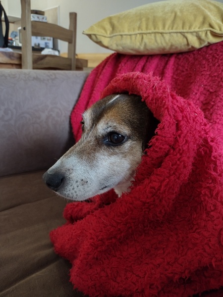 Do any of you have a pet that you actually just can't fucking stand?