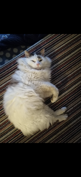 Show me your cats 🐈 😃