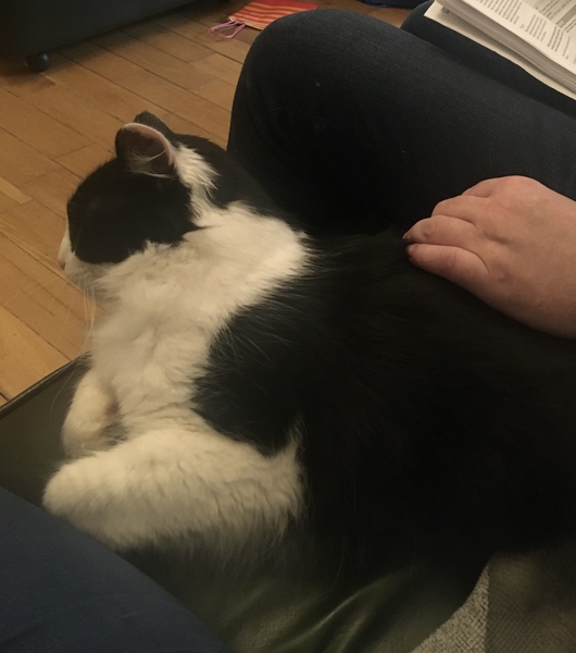 "When I get a cat it won't...."