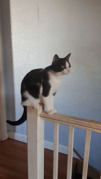 Just had to leave my cat at the vets