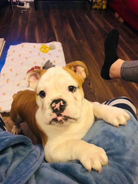 Puppy Survival Thread: surviving into 2022
