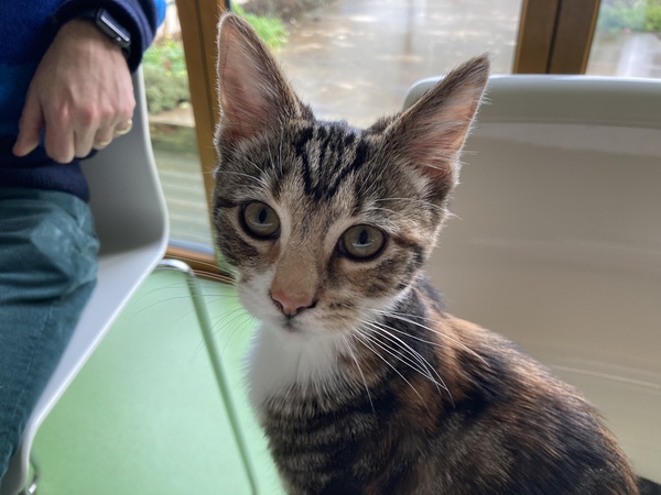 Help! How to keep The Naughtiest Kitten ever from chewing stitches