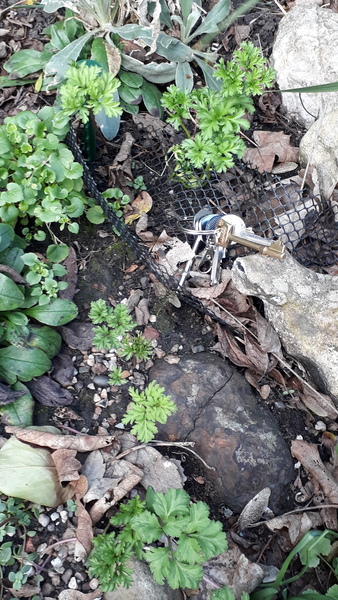 From it's vigour ,I'm guessing this is a weed ?