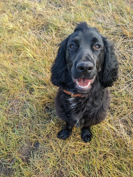 Puppy Survival Thread: surviving into 2022