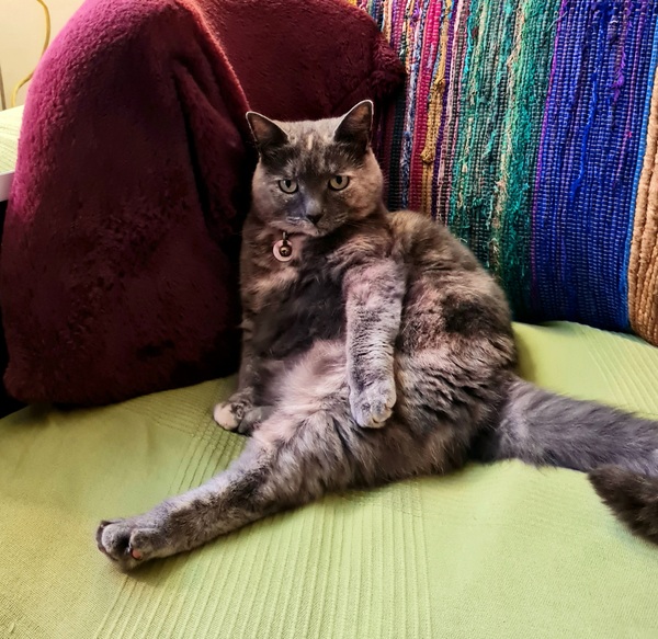 Show me your cats 🐈 😃