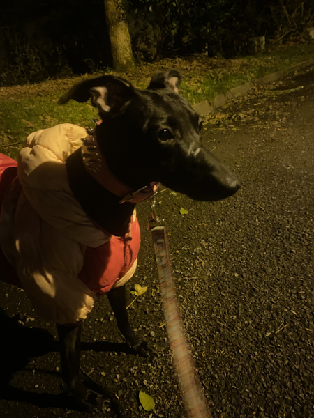 Border collie for first time dog owner?