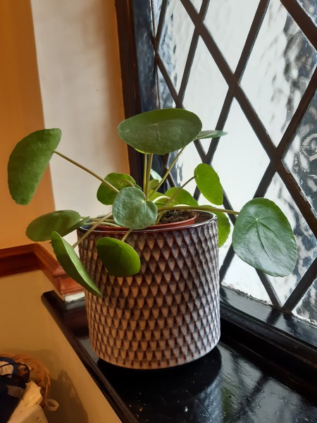 Your favourite houseplant