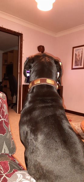 Great Dane owners - tell me what your dogs are like (bonus points for pictures)?