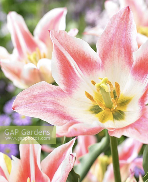 Cat owners and lilies:  AGAIN