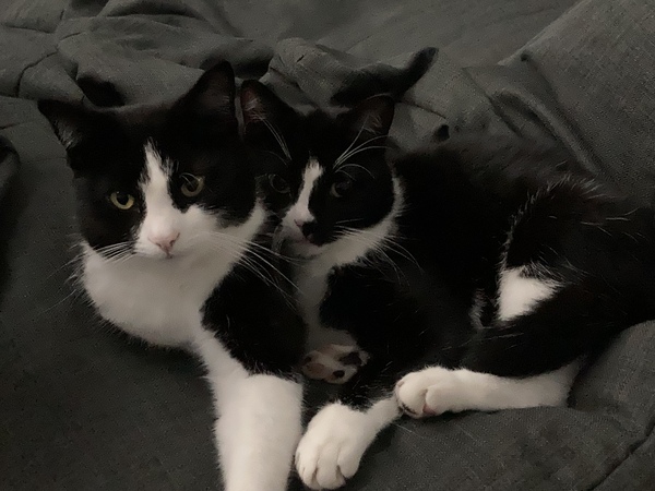 Show me your cats 🐈 😃