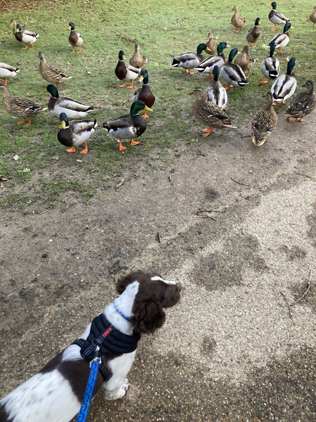 Puppy Survival Thread: surviving into 2022