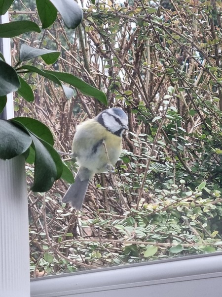 A blue tit has spent all morning pecking at my window