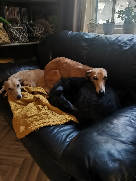 First time dog owner