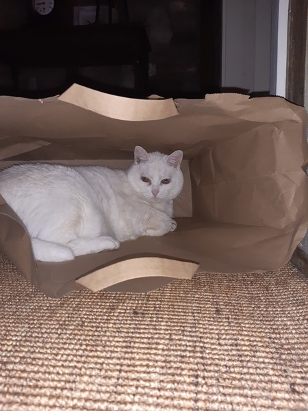 Cats in bags