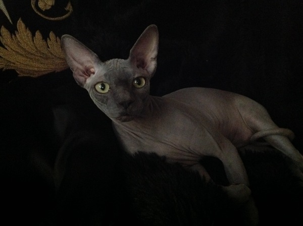 Any sphynx owners?