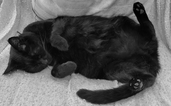 Cat looks after me