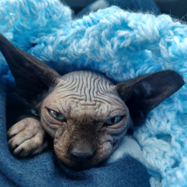Any sphynx owners?