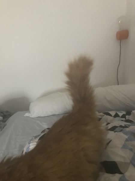 Ollie, Paws, friends and family