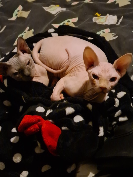 Kitten club