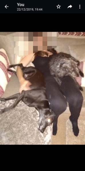 Fostering a lurcher next week - any advice?