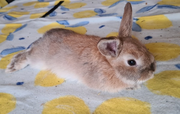 Rabbit gender help!