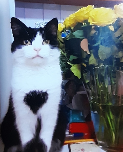 I need your photos again - this time cats with bouquets/vases of flowers please