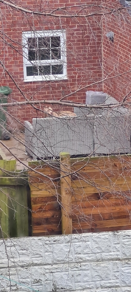 Neighbours' Dog