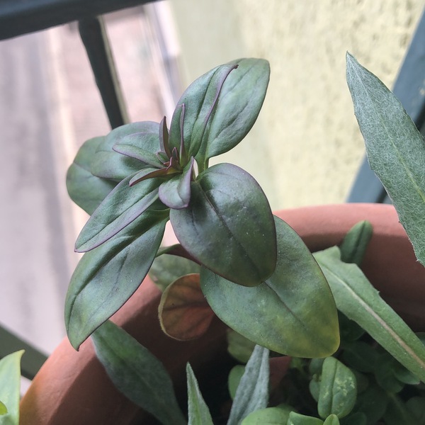 Is there a plant identification app that actually works?