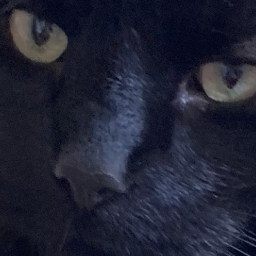Ollie, Paws, friends and family