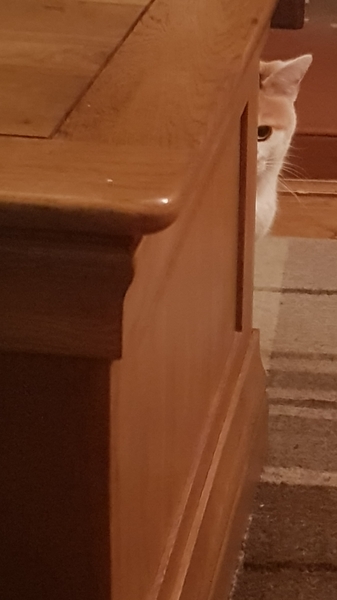 Do any of you have a pet that you actually just can't fucking stand?