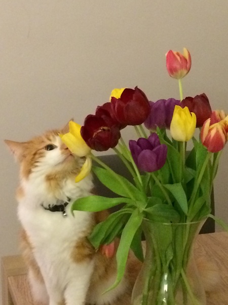I need your photos again - this time cats with bouquets/vases of flowers please