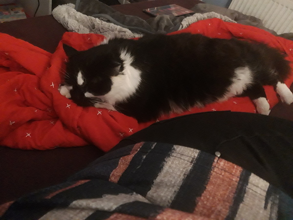 "When I get a cat it won't...."