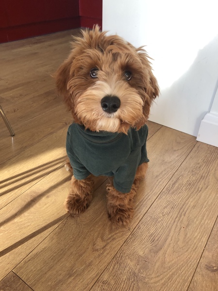 Puppy Survival Thread: surviving into 2022