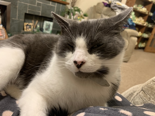 If your house pet was human would you still love them?