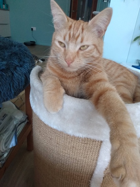 Ollie, Paws, friends and family